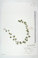 短梗土丁桂藏品圖，第1張