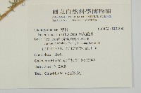 裸花鹼蓬藏品圖，第2張