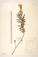 碗苞麻花頭藏品圖，第1張