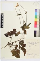 小白頭翁、野棉花藏品圖，第1張