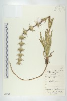 圓萼刺續斷藏品圖，第1張