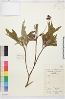 登錄號:S134004藏品圖，第1張