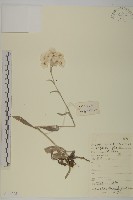 淡黃香青藏品圖，第1張