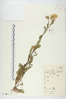 歐亞旋覆花藏品圖，第1張