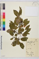 鼠李、臭李子藏品圖，第1張