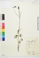 藍翠雀花藏品圖，第1張