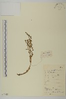 藏龍蒿藏品圖，第1張