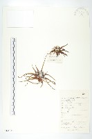 星狀風毛菊藏品圖，第1張