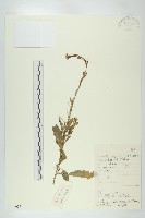 高蔊菜藏品圖，第1張