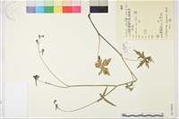 雲南翠雀花藏品圖，第1張