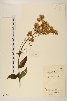 林氏澤蘭藏品圖，第1張