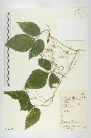 緬甸絞股藍藏品圖，第1張