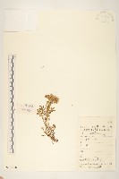 北千里光藏品圖，第1張