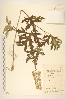 華蟹甲草藏品圖，第1張