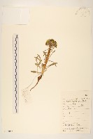 糖芥絹毛菊藏品圖，第1張