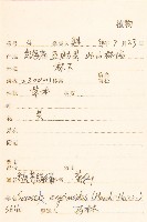 糖芥絹毛菊藏品圖，第2張