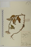 黃腺香青藏品圖，第1張