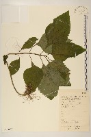 飛機草藏品圖，第1張