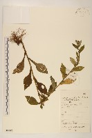 圓舌粘冠草藏品圖，第1張