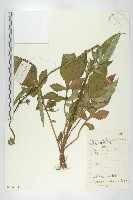 川續斷藏品圖，第1張