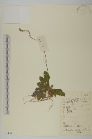 長穗兔兒風藏品圖，第1張