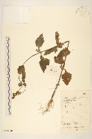 腺梗豨薟藏品圖，第1張