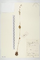 雲南紅景天藏品圖，第1張