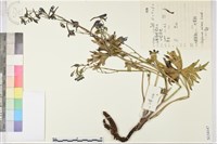 大理翠雀花藏品圖，第1張