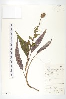 耳葉鳳毛菊藏品圖，第1張