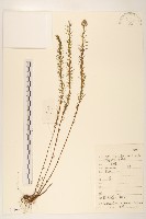 松毛火絨草藏品圖，第1張