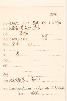 松毛火絨草藏品圖，第2張