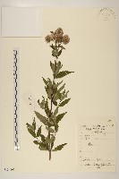 異葉澤蘭藏品圖，第1張