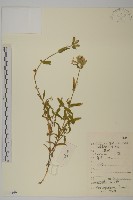 紡錘根蠅子草藏品圖，第1張