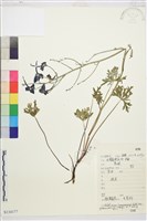 展毛翠雀花藏品圖，第1張