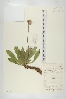 匙葉翼首花藏品圖，第1張