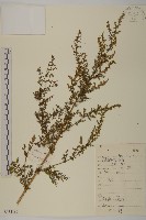 黃花蒿藏品圖，第1張