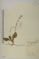 香鬼督郵藏品圖，第1張