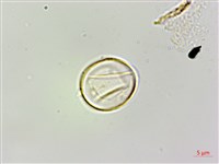 蠍子草藏品圖，第1張