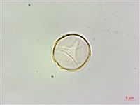 蠍子草藏品圖，第2張