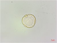 蠍子草藏品圖，第3張