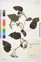 麥氏鐵線蓮藏品圖，第2張