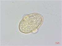 昆明芹藏品圖，第1張