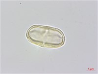 昆明芹藏品圖，第2張