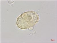 昆明芹藏品圖，第3張