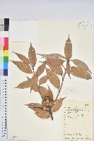 光葉石櫟藏品圖，第1張