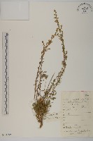 雲南含笑藏品圖，第1張