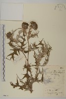 牛口薊藏品圖，第1張