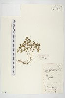 寬萼景天藏品圖，第1張