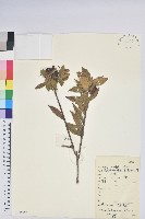 唐杜鵑、大屯杜鵑、中原氏杜鵑藏品圖，第1張