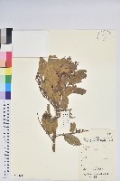 南燭藏品圖，第1張